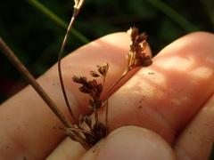 Juncus amabilis