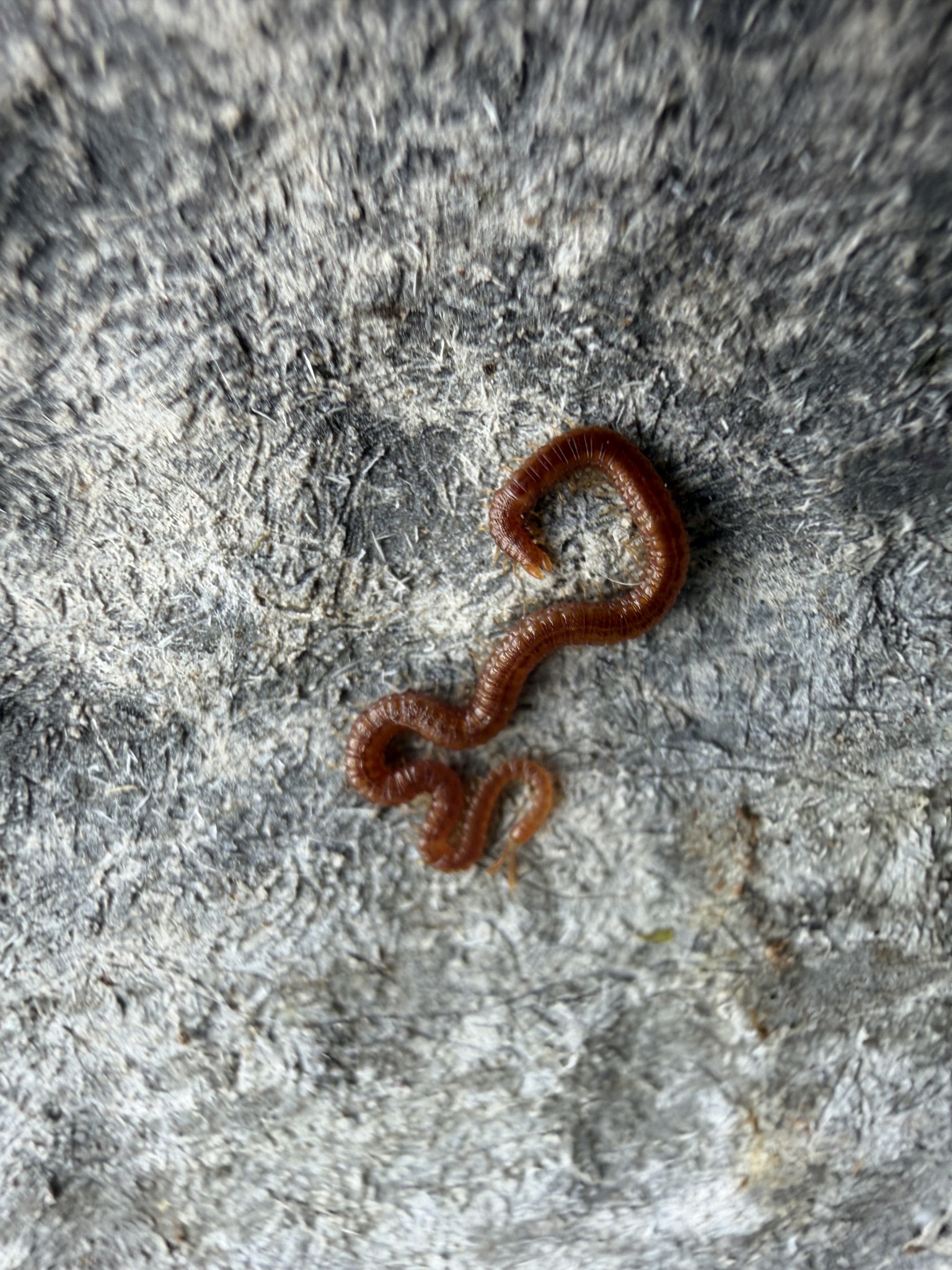 Dignathodon microcephalus Lucas, 1846
