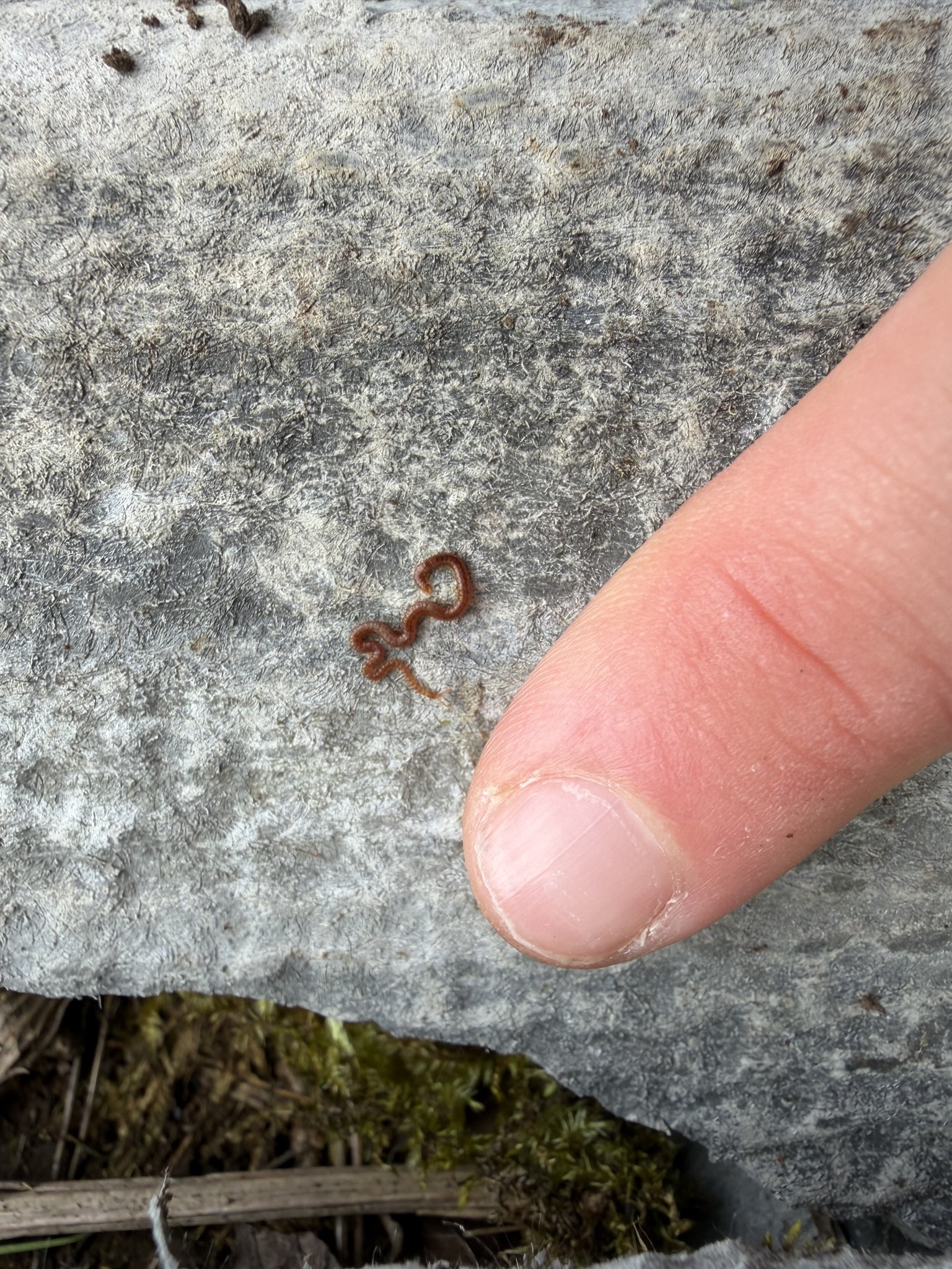 Dignathodon microcephalus Lucas, 1846
