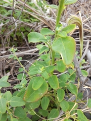Chenopodium acuminatum virgatum
