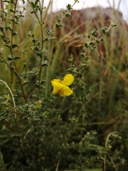 Pearsonia aristata