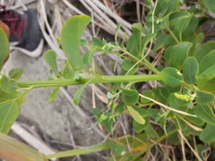 Chenopodium acuminatum virgatum