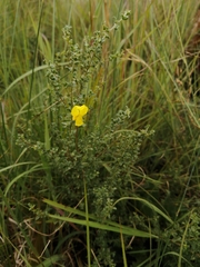 Pearsonia aristata