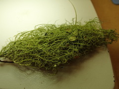 Usnea dasaea