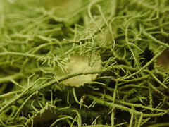 Usnea dasaea