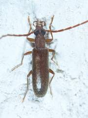 Sparedrus aspersus