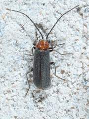 Ditemnus perforatus