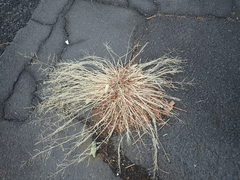 Eragrostis multicaulis
