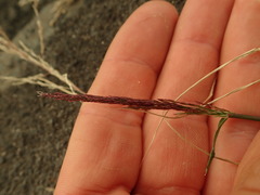 Eragrostis multicaulis