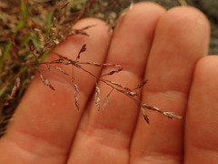 Eragrostis multicaulis
