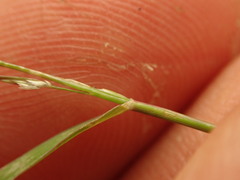 Eragrostis multicaulis