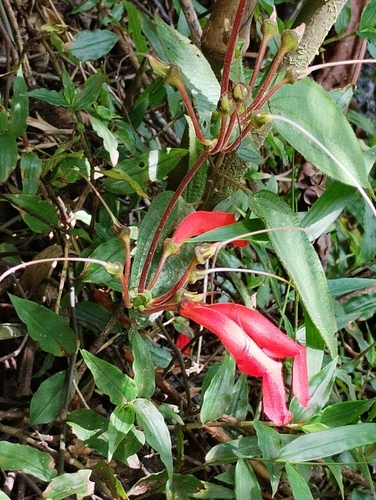 Sinningia cooperi
