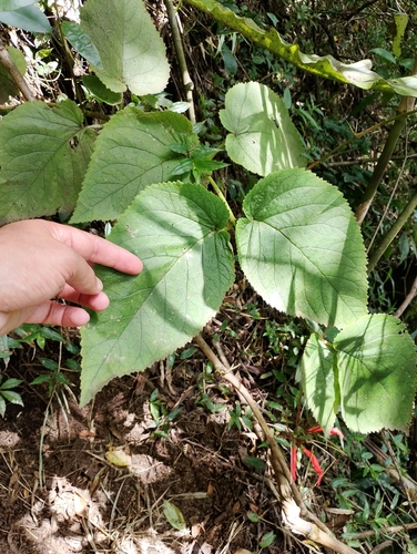 Sinningia cooperi