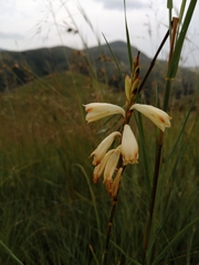 Watsonia watsonioides