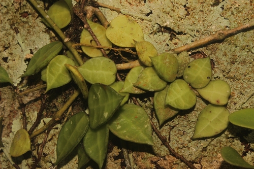 Hoya krohniana 'Eskimo' 4
