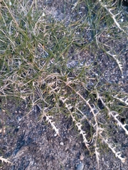 Zoysia minima