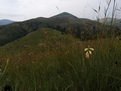 Watsonia watsonioides