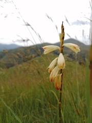 Watsonia watsonioides