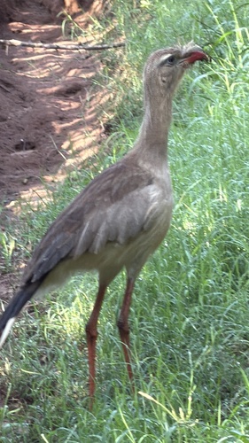 Red-legged Seriema