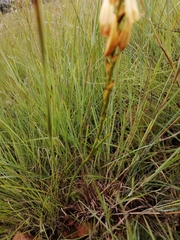 Watsonia watsonioides