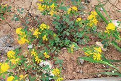 Trigonella caelesyriaca