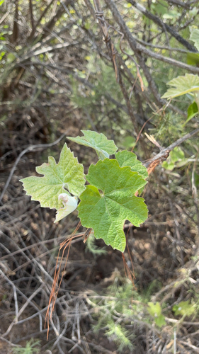 desert wild grape (Vitis girdiana)
