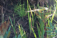 Gladiolus sempervirens