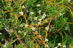 Cassytha pubescens