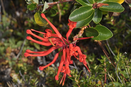 Chilean Firebush (Embothrium coccineum)