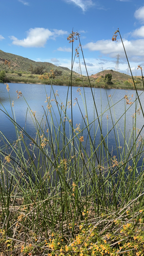 California bulrush (Schoenoplectus californicus)