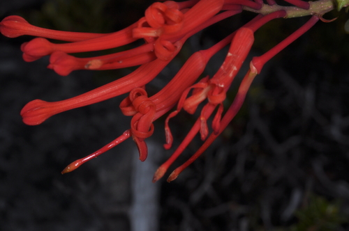 Embothrium coccineum, photograph 4