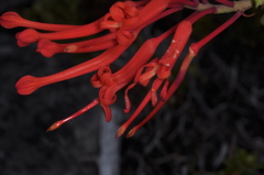 Embothrium coccineum, photograph (c) aacocucci, some rights reserved (CC BY)