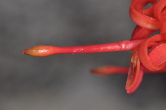 Embothrium coccineum, photograph (c) aacocucci, some rights reserved (CC BY)