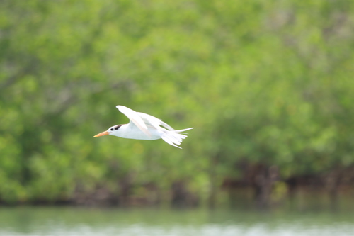Lesser Crested Tern (Thalasseus bengalensis), photo 4
