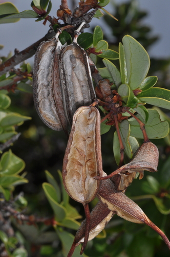 Embothrium coccineum, photograph 6
