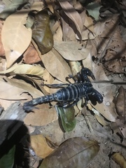 Heterometrus laoticus
