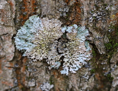 Physconia enteroxantha