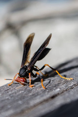 Polistes erythrocephalus