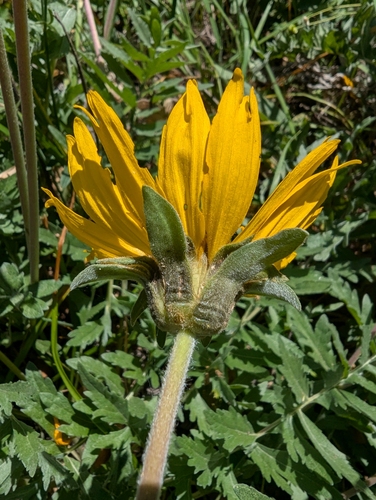 California balsamroot (Balsamorhiza macrolepis)