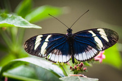 Heliconius eleuchia