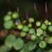 Piperaceae - Photo (c) David Monroy R, μερικά δικαιώματα διατηρούνται (CC BY-NC), uploaded by David Monroy R