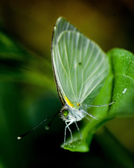 Leptophobia eleusis eleusis