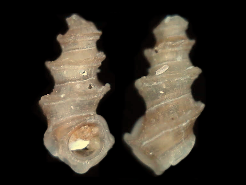 Merelina coronata