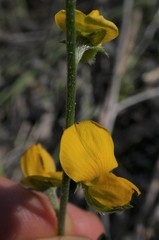 Crotalaria brevis