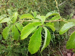 Cyphostemma lanigerum