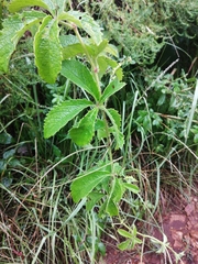 Cyphostemma lanigerum