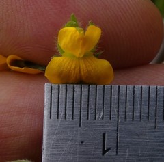 Crotalaria brevis