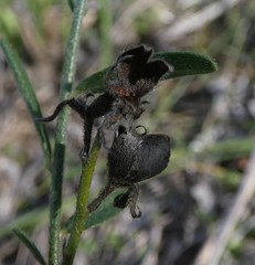 Crotalaria brevis