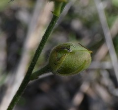 Crotalaria brevis