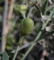 Crotalaria brevis